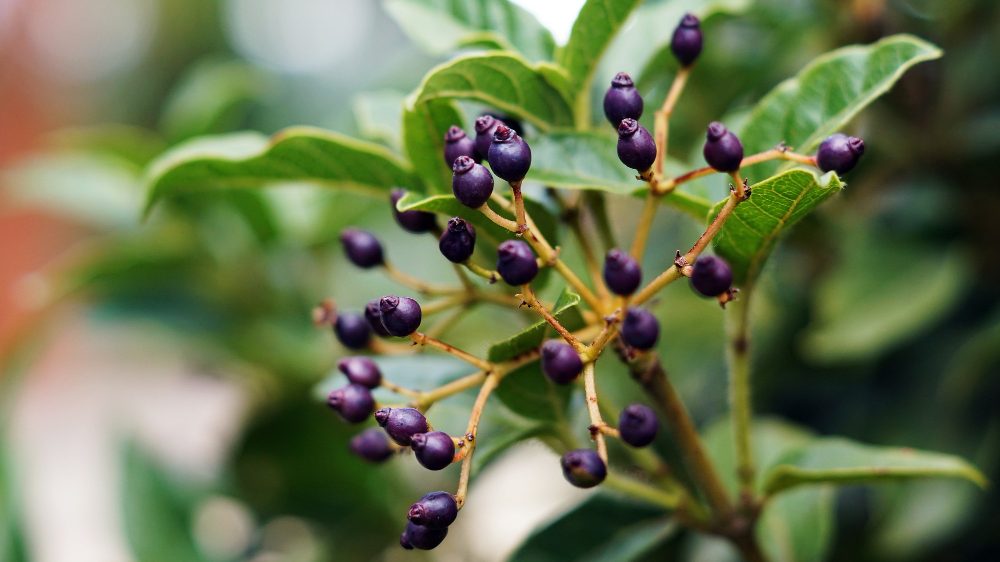 BESARTE FIBRE NATURAL SL